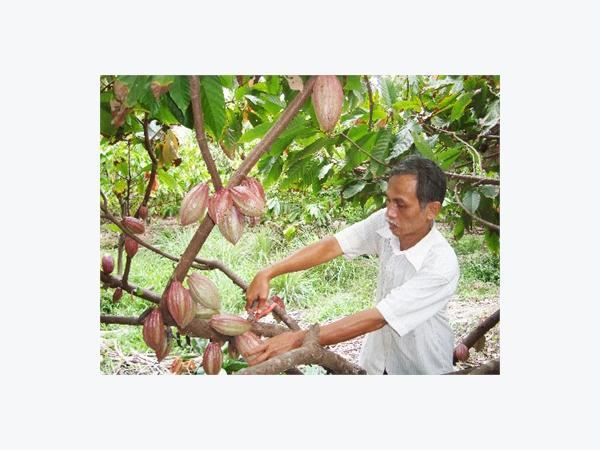 Tinh Lọc Và Chọn Ra Những Dòng Cacao Chịu Mặn Cao