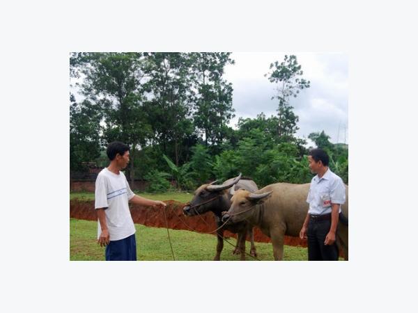 Cơ nghiệp sinh sôi theo đàn trâu sinh sản