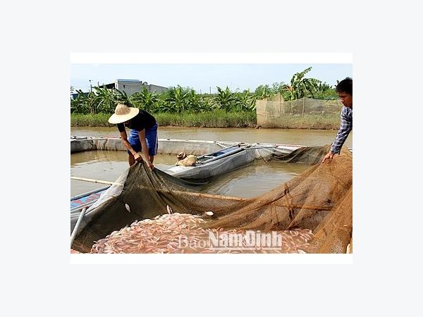 Phát triển nuôi cá lồng ở Mỹ Tân (Nam Định)