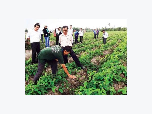 Thay lúa bằng màu cho lợi nhuận cao