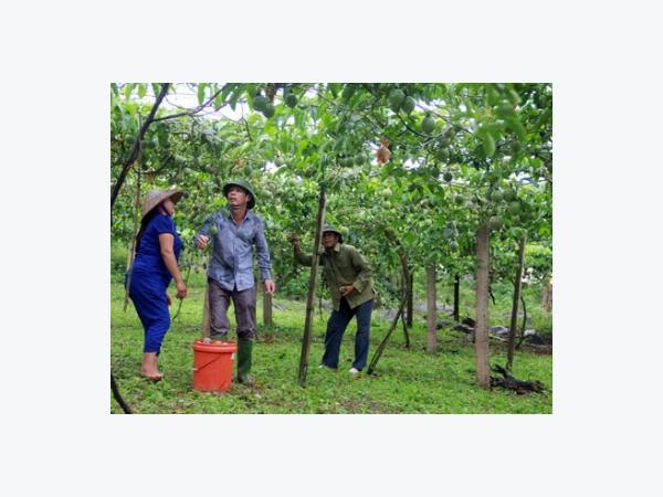 Chanh leo lan rộng cao nguyên Mộc Châu