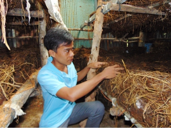 Nấm rơm trong nhà kính, thu tiền triệu/tháng đều như 'vắt chanh'