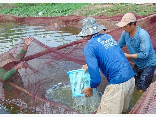 Kỹ thuật vận chuyển cá giống