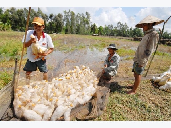 Ứng dụng công nghệ cao trong chăn nuôi