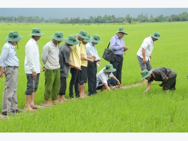 Tuyên truyền về giảm lượng giống gieo sạ tại ĐBSCL