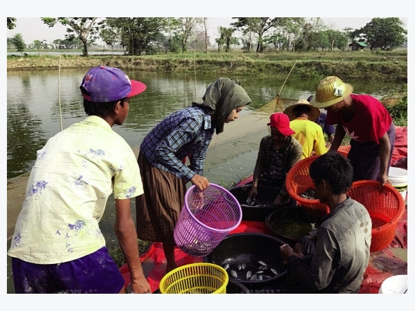 Myanmar: Chiến lược phát triển ngành rô phi