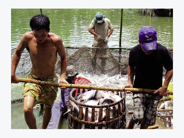 An Giang: Hiệu quả chuỗi liên kết