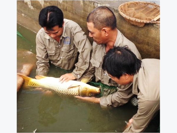 Sản xuất tại chỗ giống cá chép V1