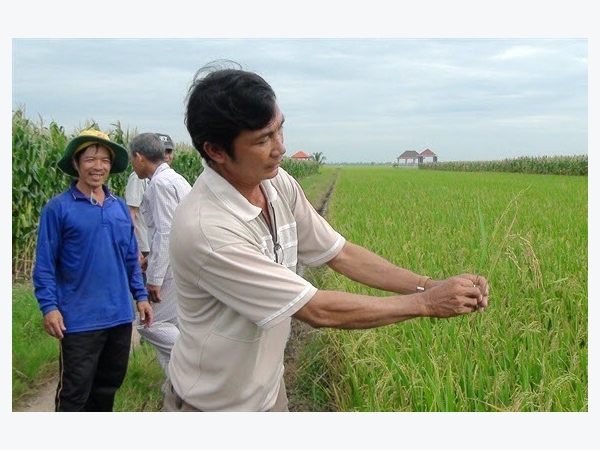 Lúa trổ không đều, công ty bán giống né... bồi thường