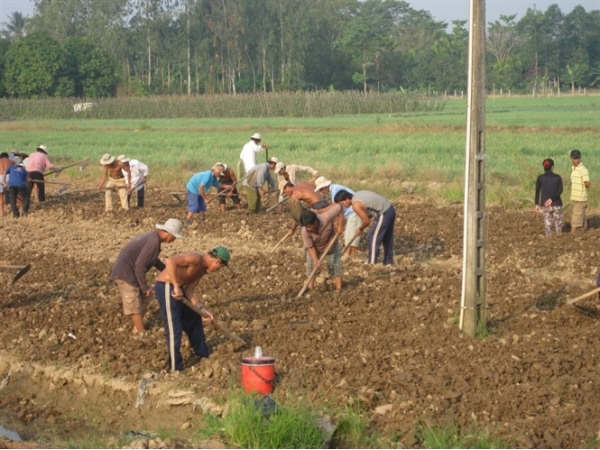 Luân canh lúa - khoai lang tím Nhật xuất khẩu, thu tiền tỷ