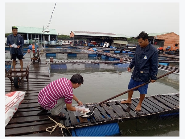 Bà Rịa - Vũng Tàu: Một số giải pháp kỹ thuật nhằm giảm thiệt hại cá lồng bè