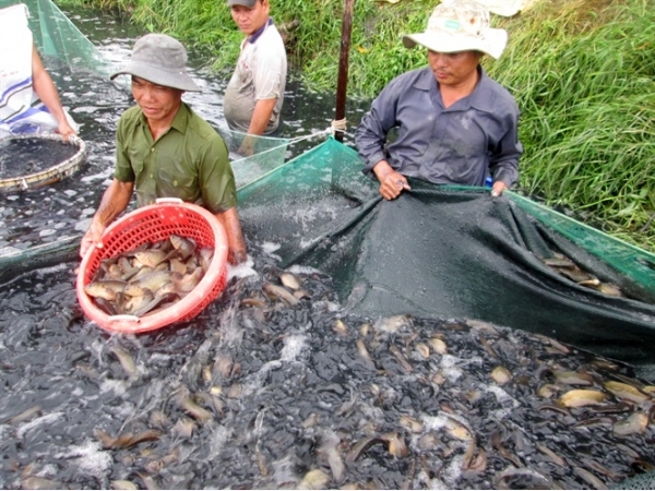 Thương hiệu thủy sản nhìn từ thị trường nội địa