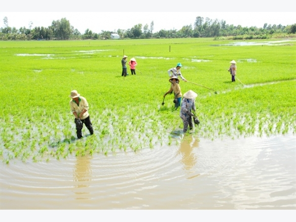 Giải pháp cho cây lúa vùng đất phèn