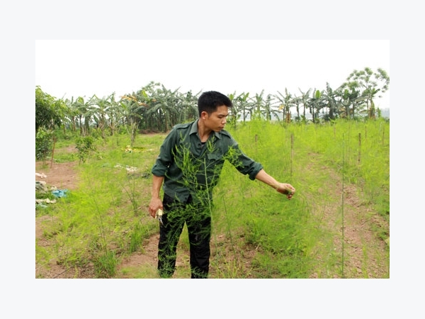 Trồng măng tây trên đất bãi, thu “tiền tươi” mỗi ngày