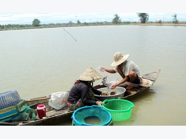 Đồng Tháp: Không mở rộng diện tích nuôi tôm thẻ trong vùng nước ngọt