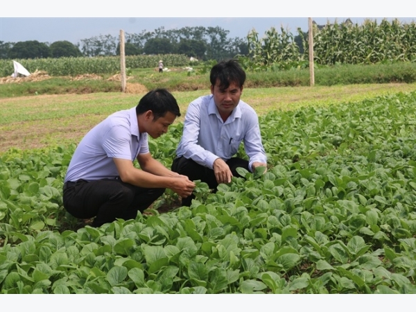 Tiên phong làm VietGAP, từng bước xây dựng thương hiệu rau sạch Đức Huy