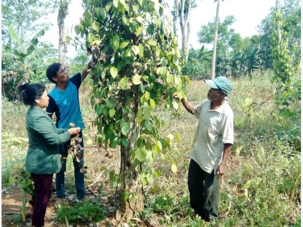 Bệnh chết nhanh cây tiêu