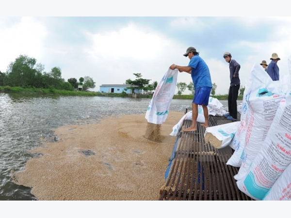 Nuôi cá tra thâm canh ven sông Tiền phục vụ chế biến xuất khẩu