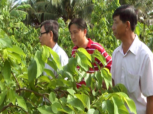 Cây mãng cầu na Thái trên đất giồng cát