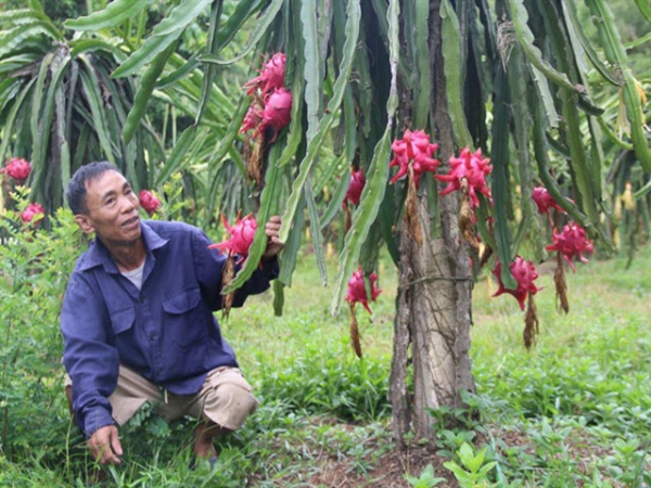 Thanh long ruột đỏ trên xứ Nghệ