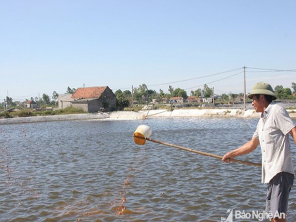 Kinh nghiệm phòng bệnh cho tôm vào mùa mưa của nông dân Quỳnh Lưu