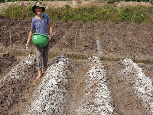 Quy trình quản lý tạm thời sâu đục củ khoai lang