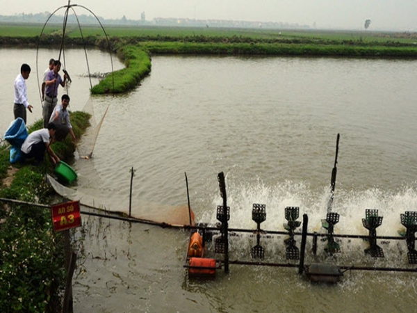 Nuôi trồng thủy sản theo hướng Vietgap đảm bảo an toàn thực phẩm