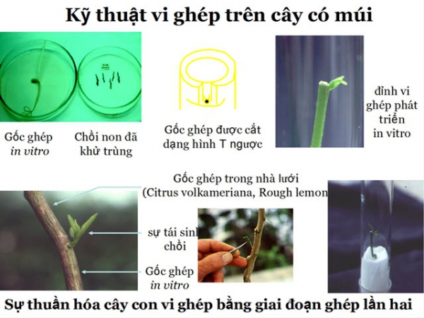 Kỹ thuật vi ghép trong sản xuất cây có múi sạch bệnh