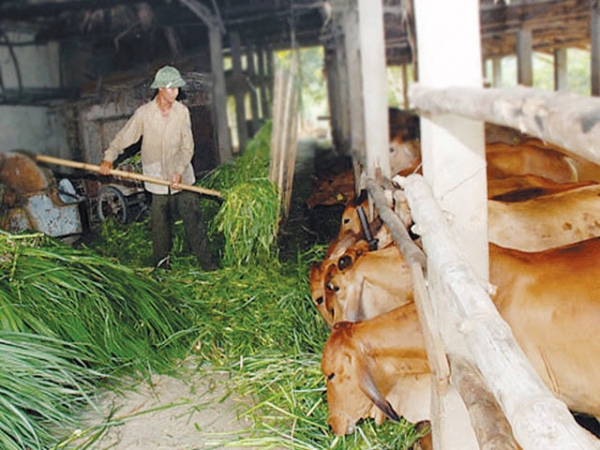 Bảo vệ cây trồng, vật nuôi mùa nắng nóng