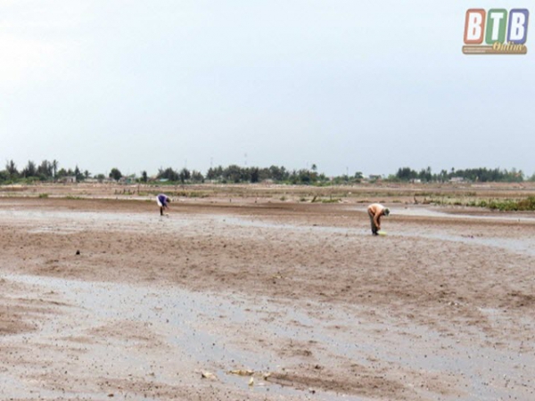 Bảo vệ ngao mùa nắng nóng