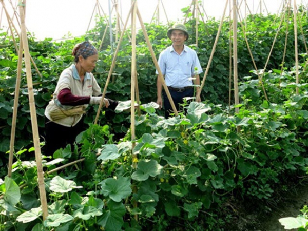 Đi đầu trồng rau hữu cơ ở Bắc Ninh