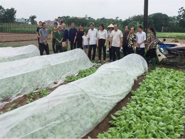 Màng phủ Passlite hạn chế sâu bệnh, bảo vệ môi trường