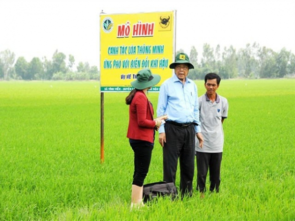 Canh tác lúa thông minh trên vùng mặn