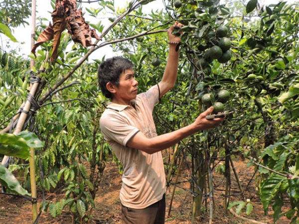 Bí quyết làm giàu Thu lợi kép từ trồng cây ăn trái xen cà phê