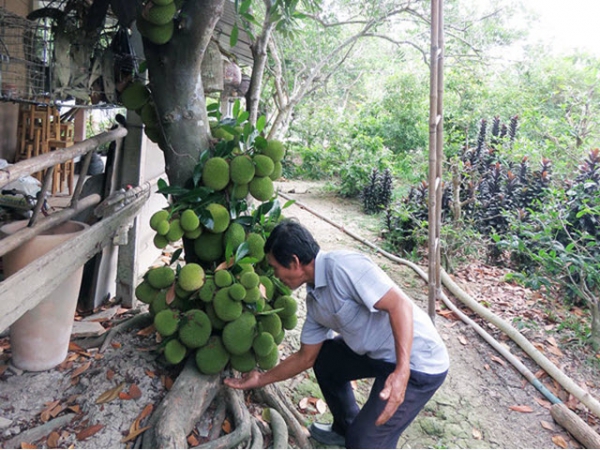 Ông Xồi trồng mít Tố Tây cho trái sai