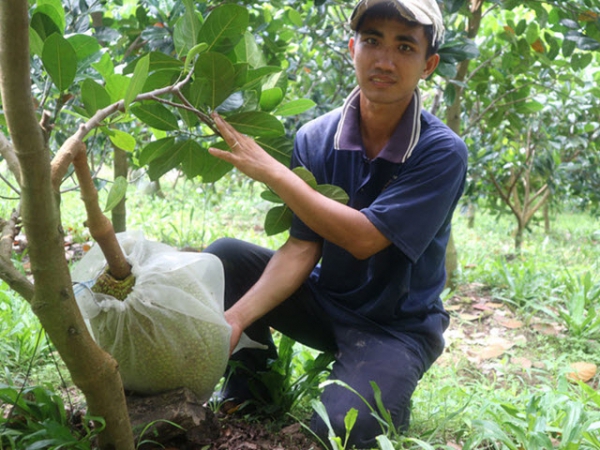 Bí quyết làm giàu Trồng trọt đa canh thu lãi trăm triệu