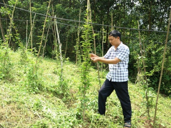 Trồng ba kích tím thu hoạch củ bán giá cao