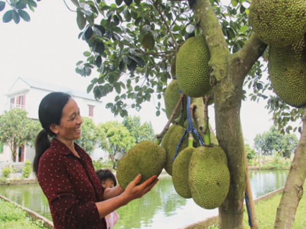 Làm giàu từ trồng trọt kết hợp chăn nuôi