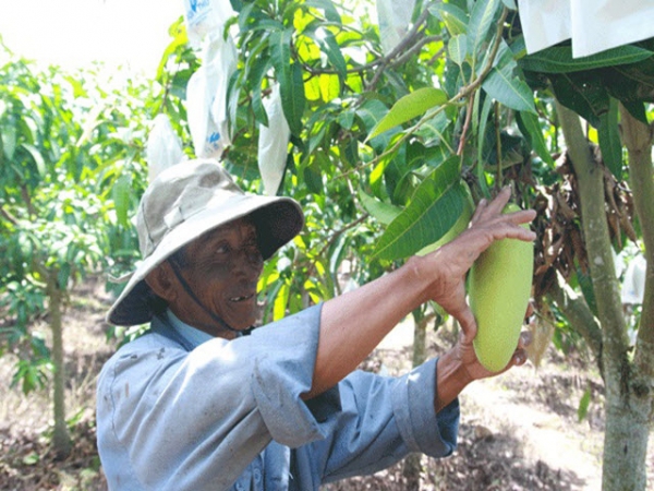 Lên cao nguyên trồng xoài