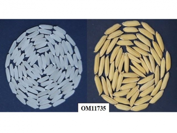 Lúa OM 11735, thêm lựa chọn cho vùng mặn