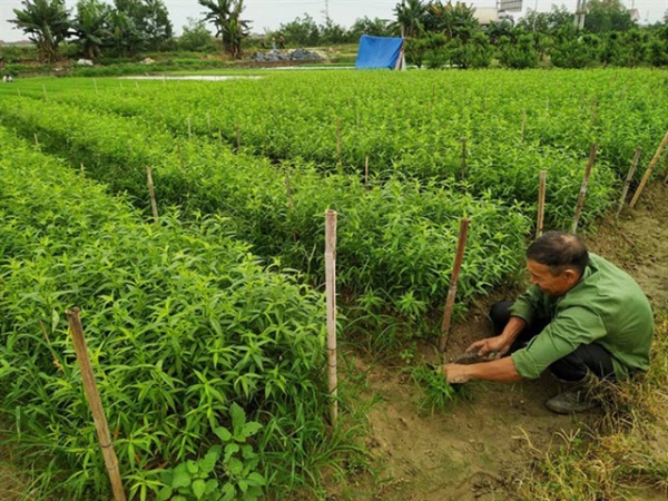 'Phù thủy' ươm ghép đào cảnh