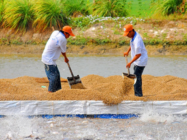 Trăn trở nuôi thủy sản vùng Đồng Tháp Mười