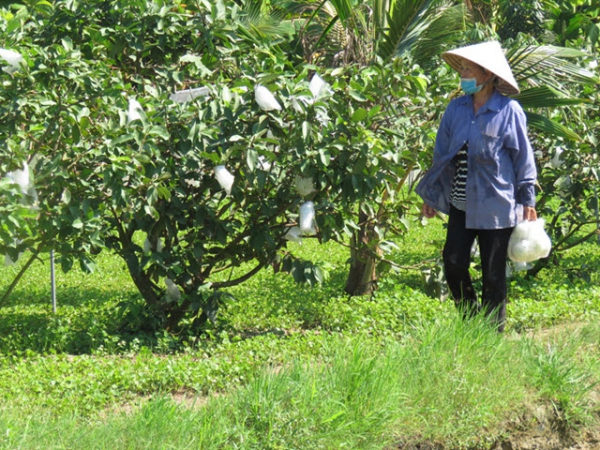 Trồng rau màu cho thu nhập cao