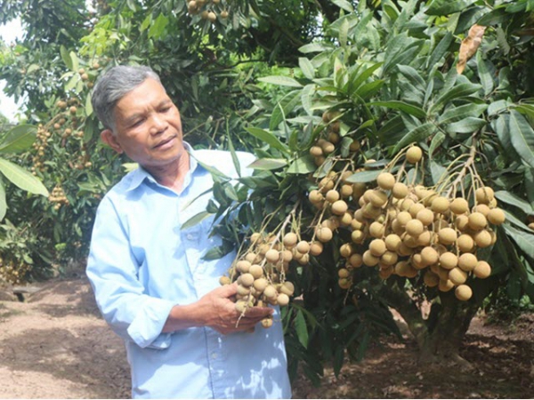 Nhãn sớm giá cao gấp đôi