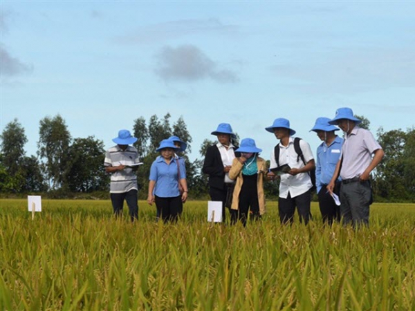 Lúa GKG 1 thâm canh tăng vụ