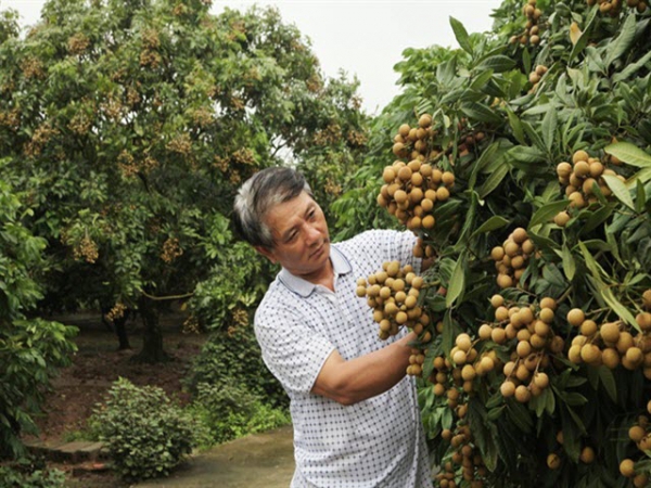 Hiệu quả thâm canh nhãn VietGAP