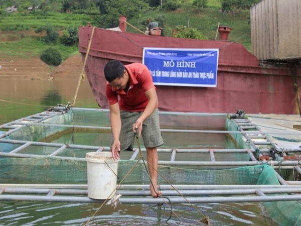 Nuôi cá tầm trong lồng bè đảm bảo an toàn thực phẩm