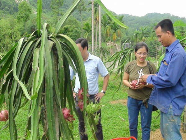 Làm giàu từ trồng thanh long ruột đỏ