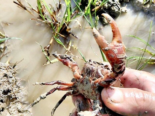 Mô hình sinh lợi mùa lũ: Nuôi cua đồng tại huyện An Phú