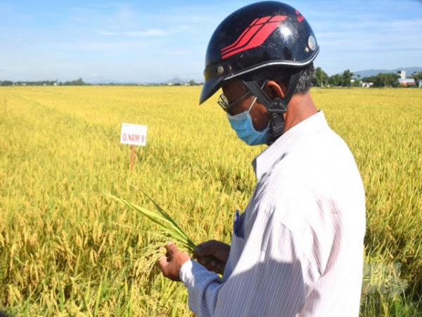 Hai giống lúa thích ứng phèn mặn, chống đổ ngã cực tốt